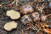 Rhizopogon parksii